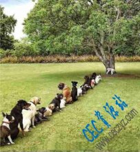 不要再乱砍树了，上厕所排队真的很累！