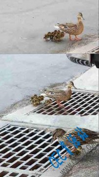 带路