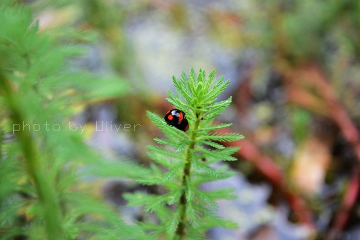 DSC_1936.jpg